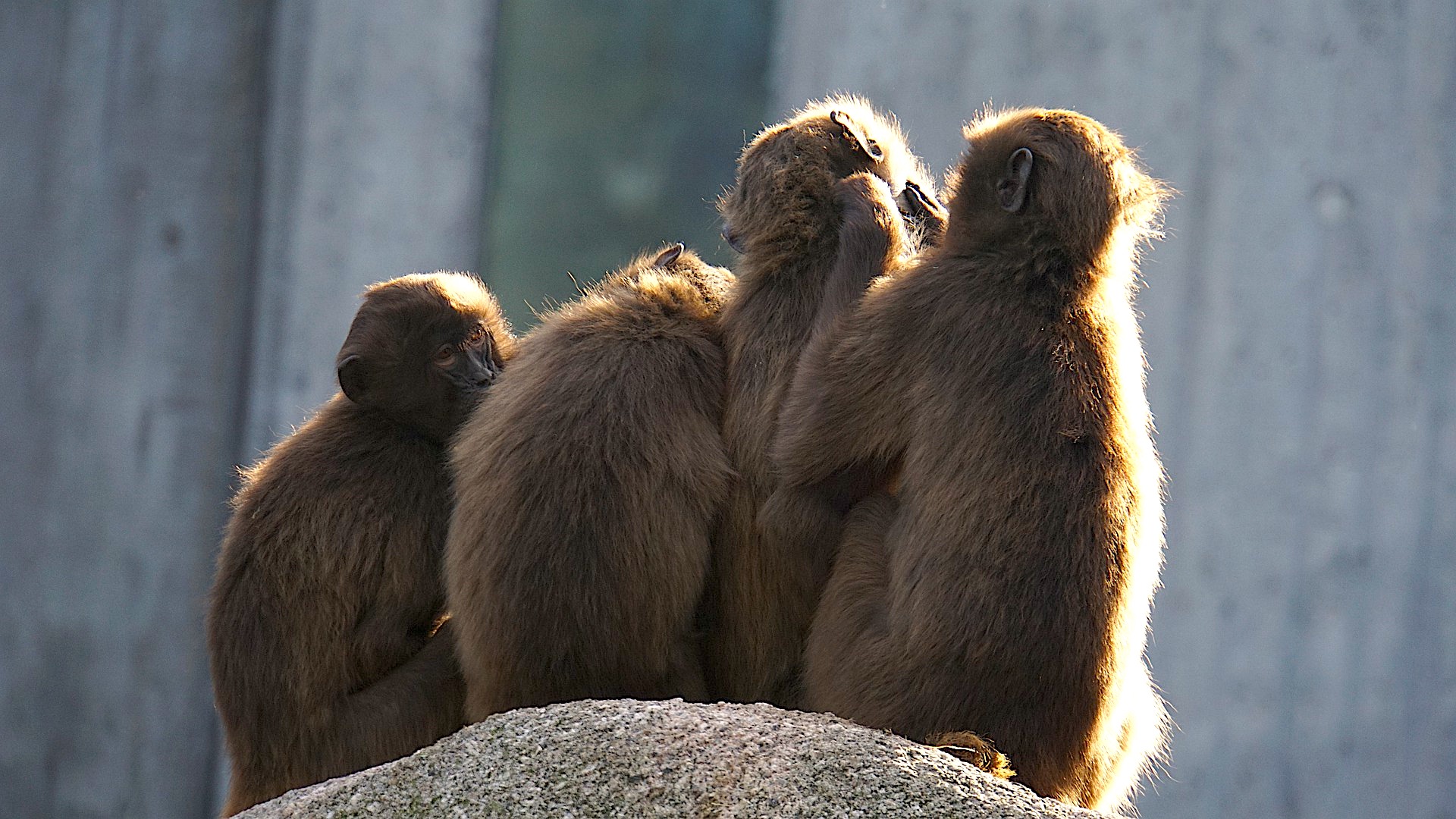 Часть обезьян 4. Четыре обезьяны. Семья обезьян. Две обезьяны обнимаются. 4 Обезьяны в обнимку.